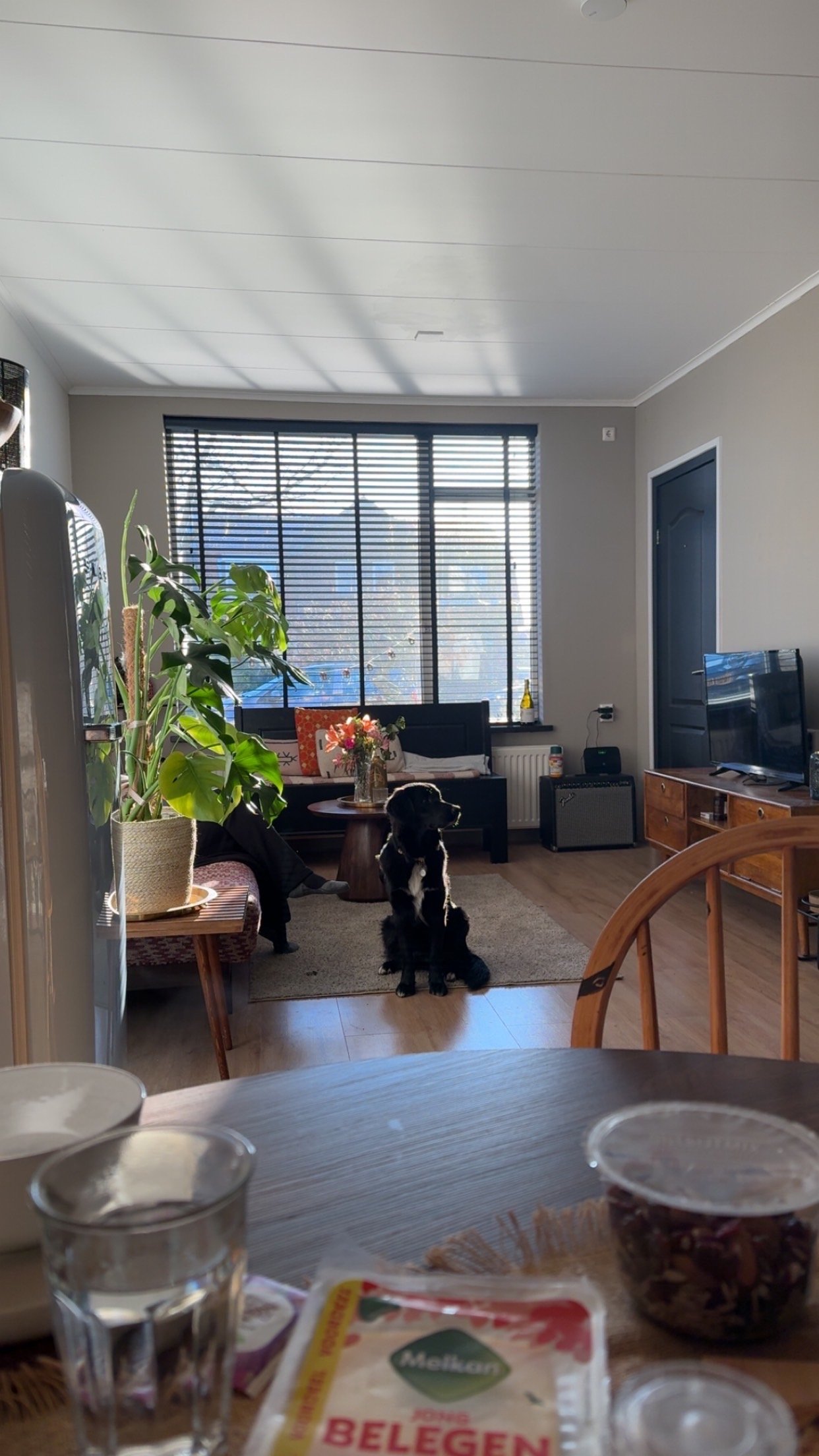 Renee, pet sitter in Assendelft, photo 2