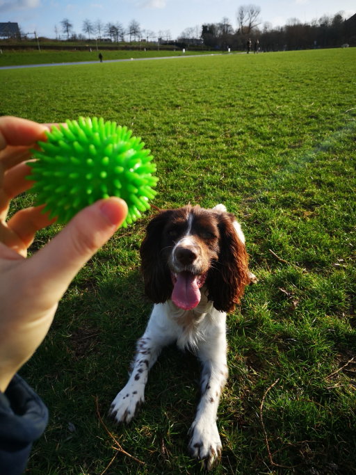 Luca, pet sitter in Amsterdam, photo 2