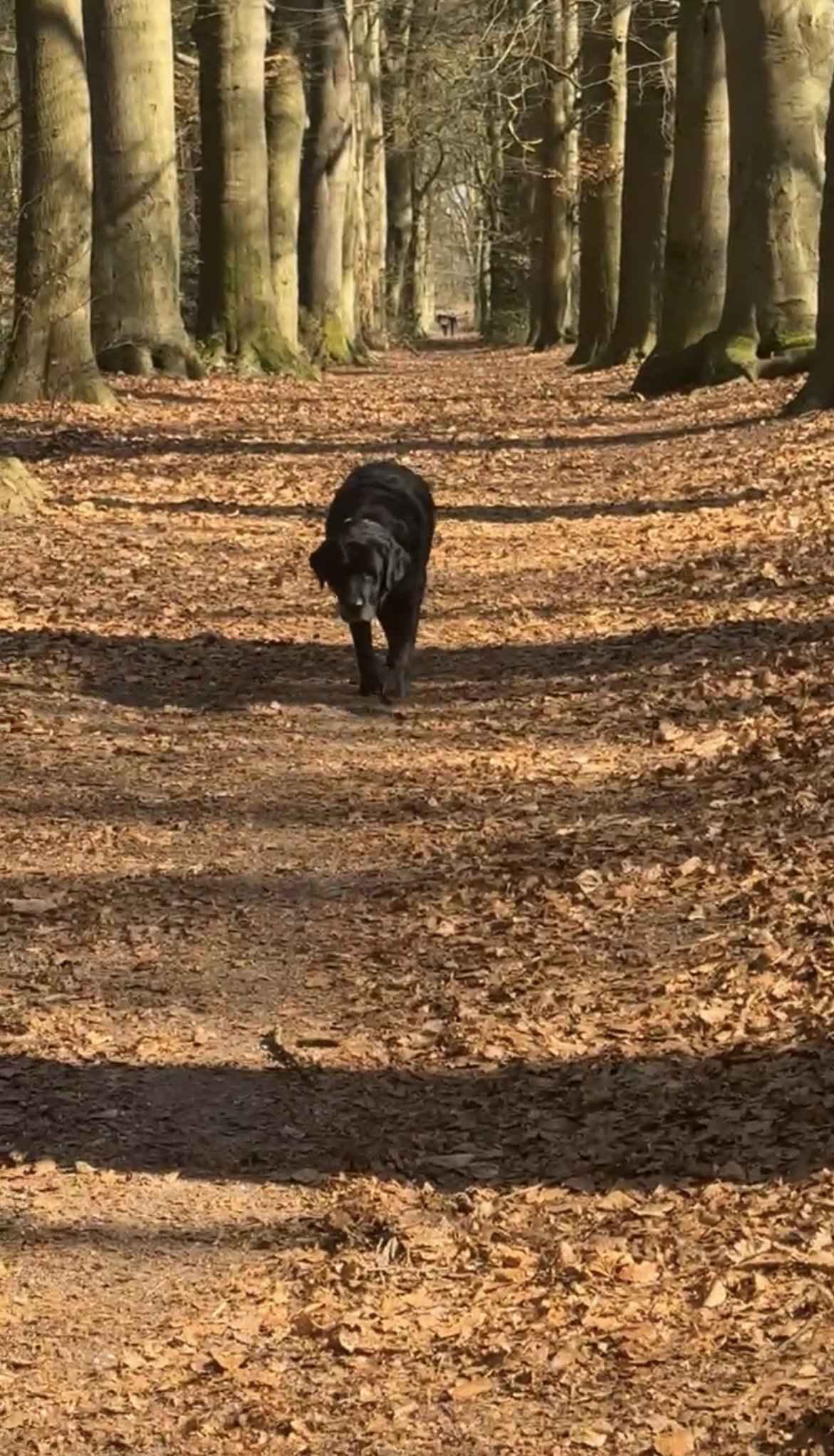 Roos-Marijn, pet sitter in Naarden, photo 2