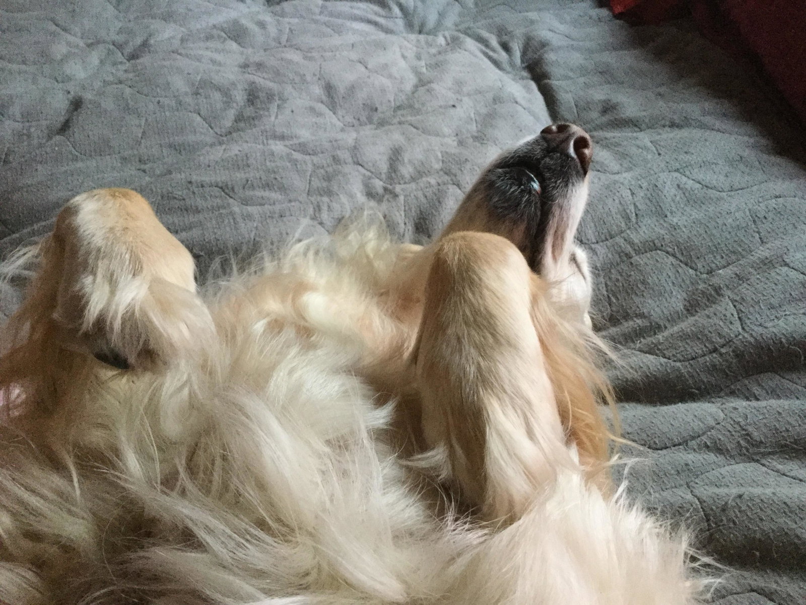 Jolanda, pet sitter in Landgraaf, photo 1