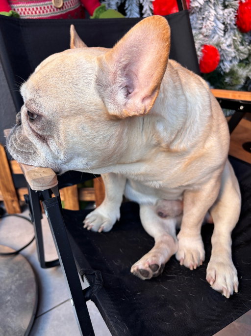 Sam, pet sitter in Diemen, photo 5