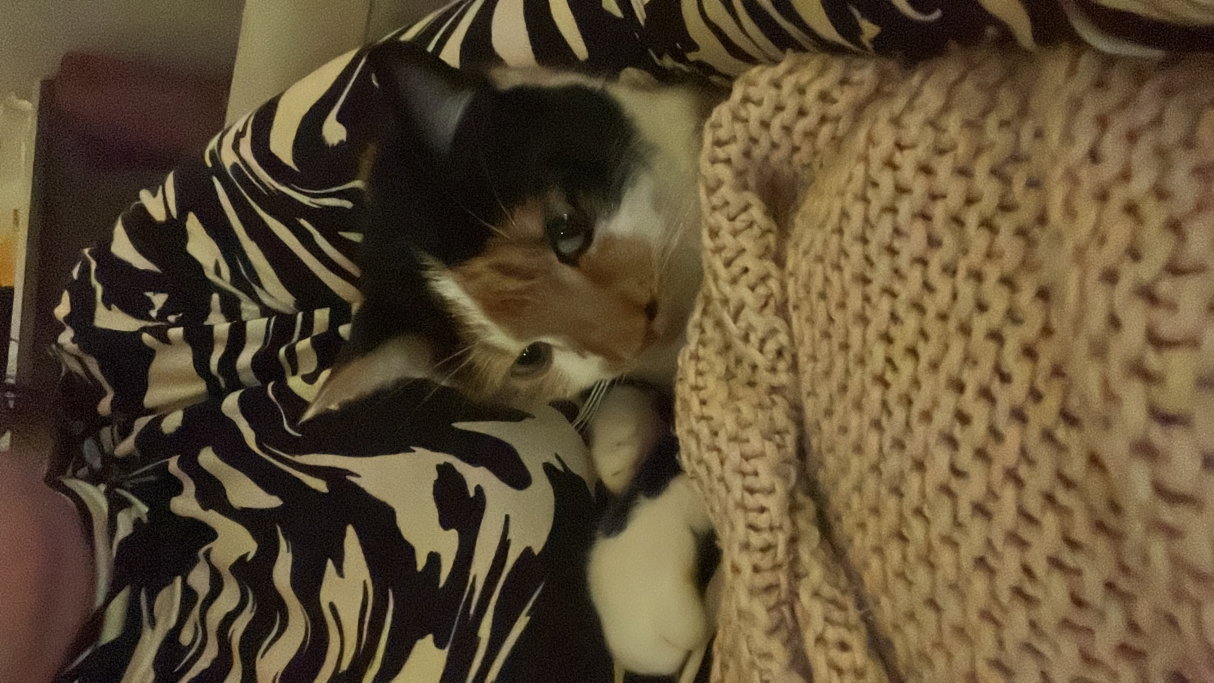 Anna, pet sitter in Leiden, photo 3