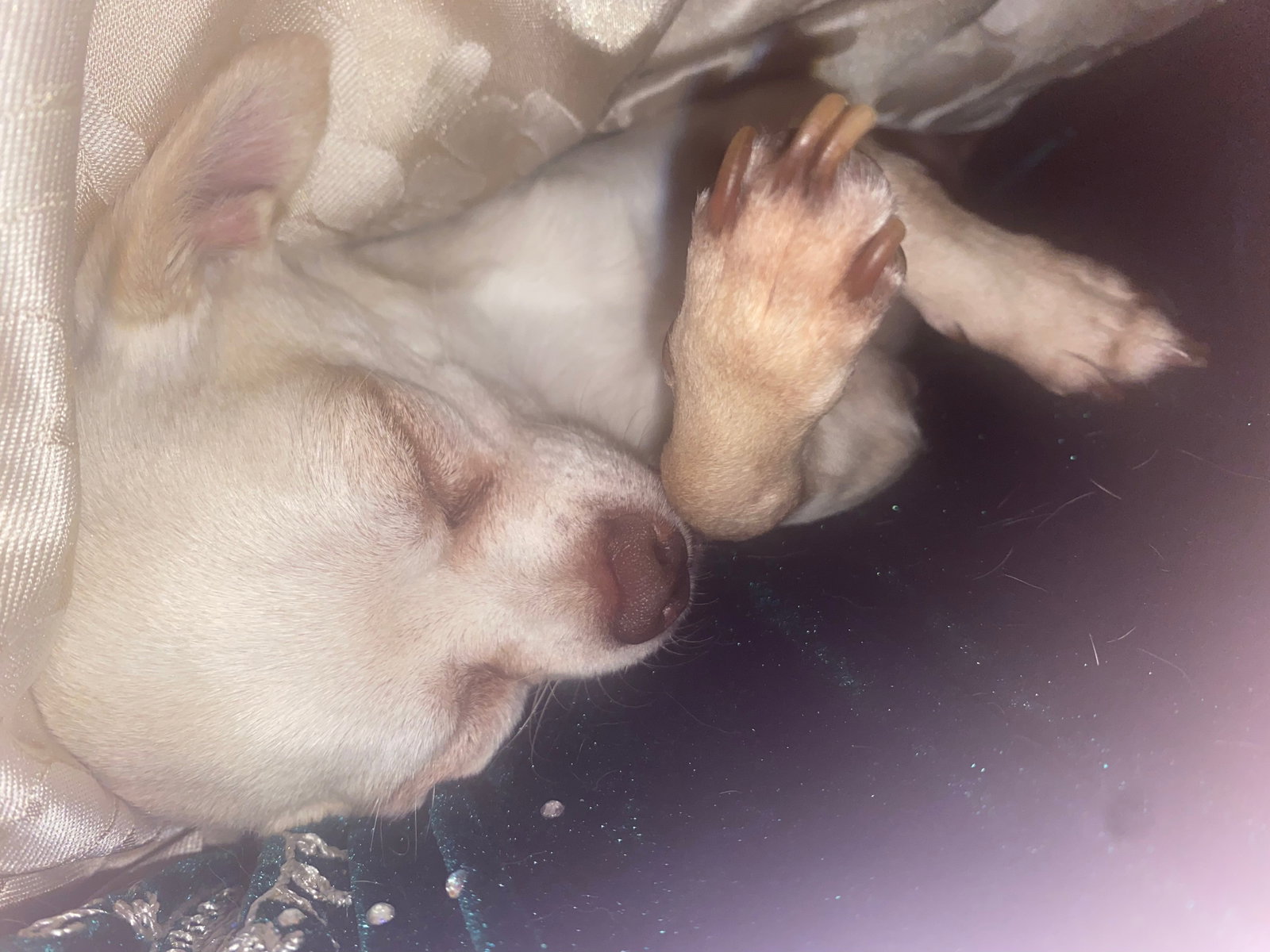Farah, pet sitter in Amsterdam, photo 1