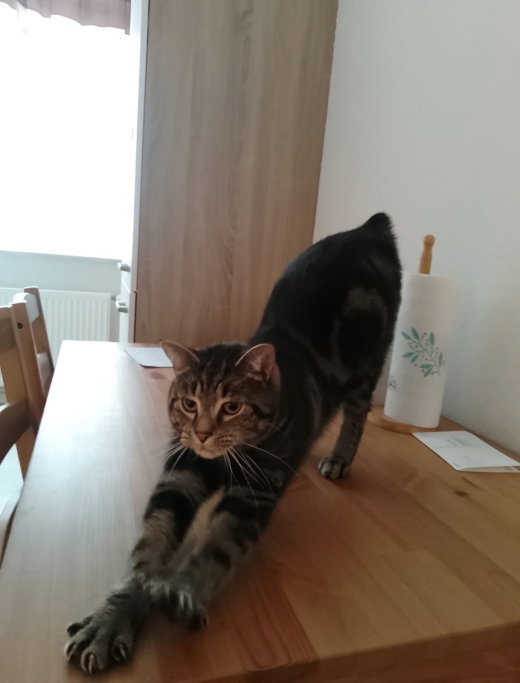 Özge, Tiersitter in Mainz, Foto 4