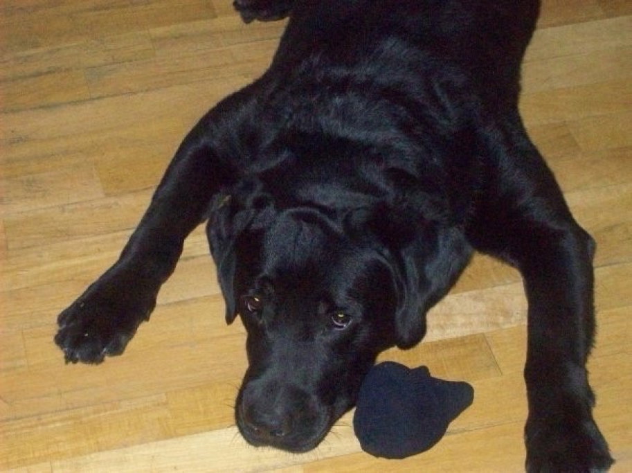 Luca, pet sitter in Amsterdam, photo 4