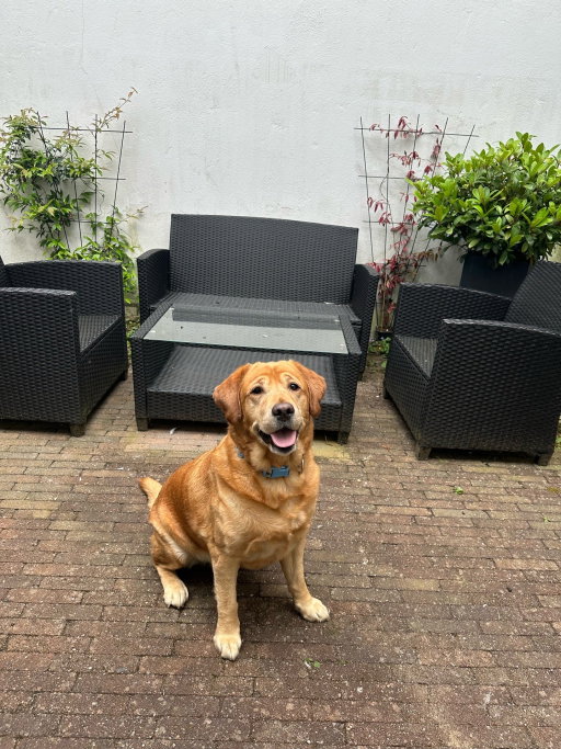 Emily, pet sitter in 's-Gravenhage, photo 4