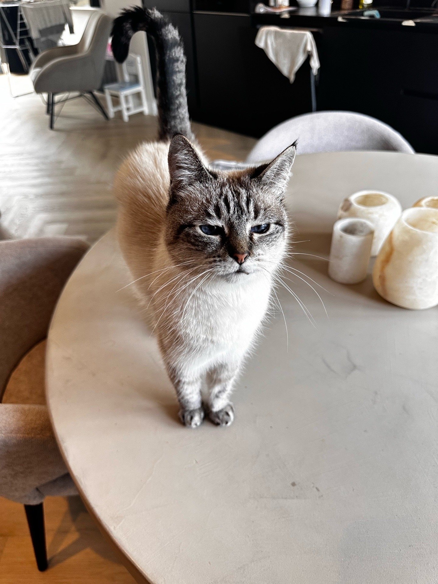 Femke, pet sitter in Alphen aan den Rijn, photo 5