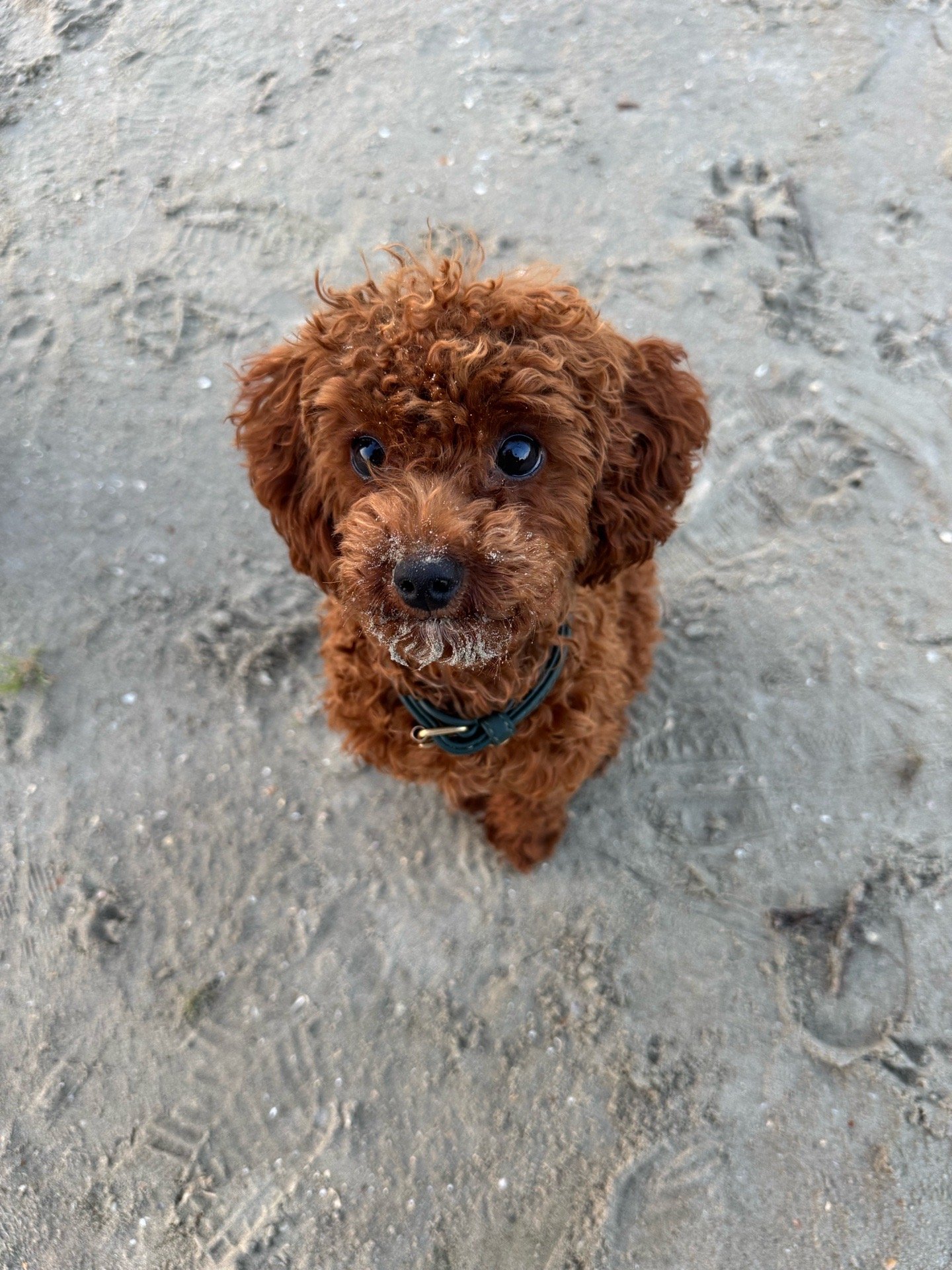 Maximilian, Tiersitter in Euskirchen, Foto 3