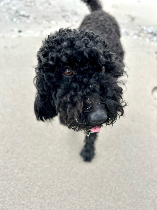 Marlies, pet sitter in Hoorn, photo 1