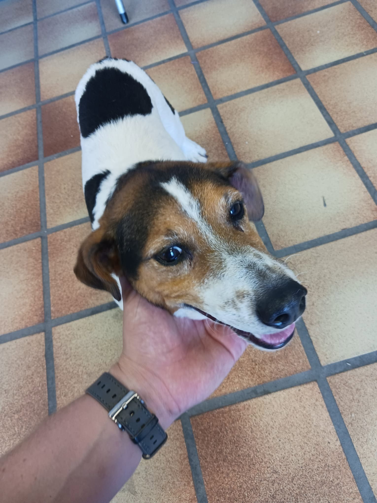 Sander, pet-sitter à Geraardsbergen, photo 3