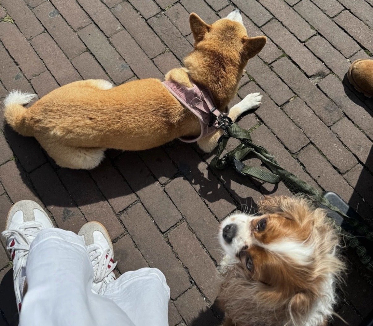 Nomi, pet sitter in Amsterdam, photo 4