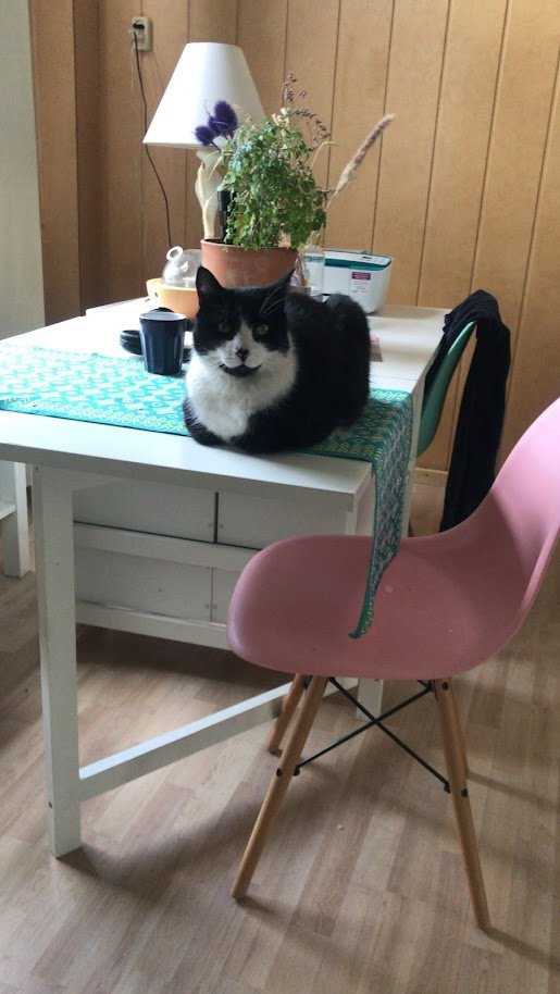 nienke, pet sitter in Breda, photo 1