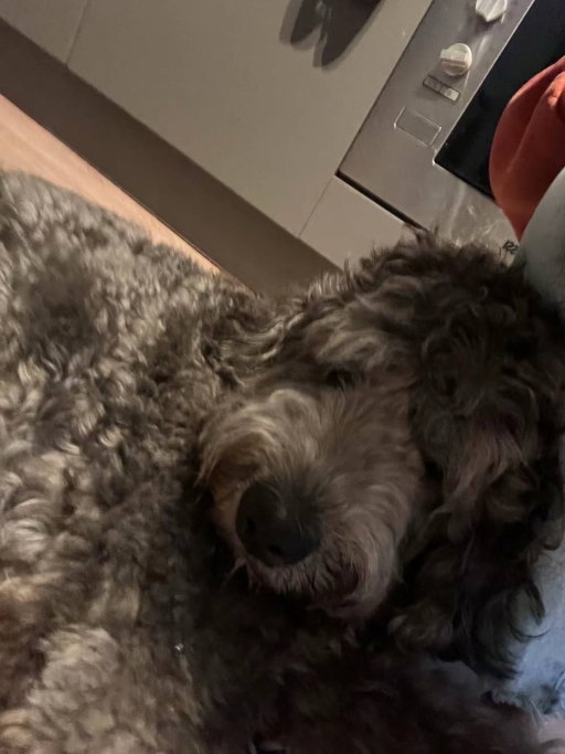 Crace, pet sitter in Nijmegen, photo 4