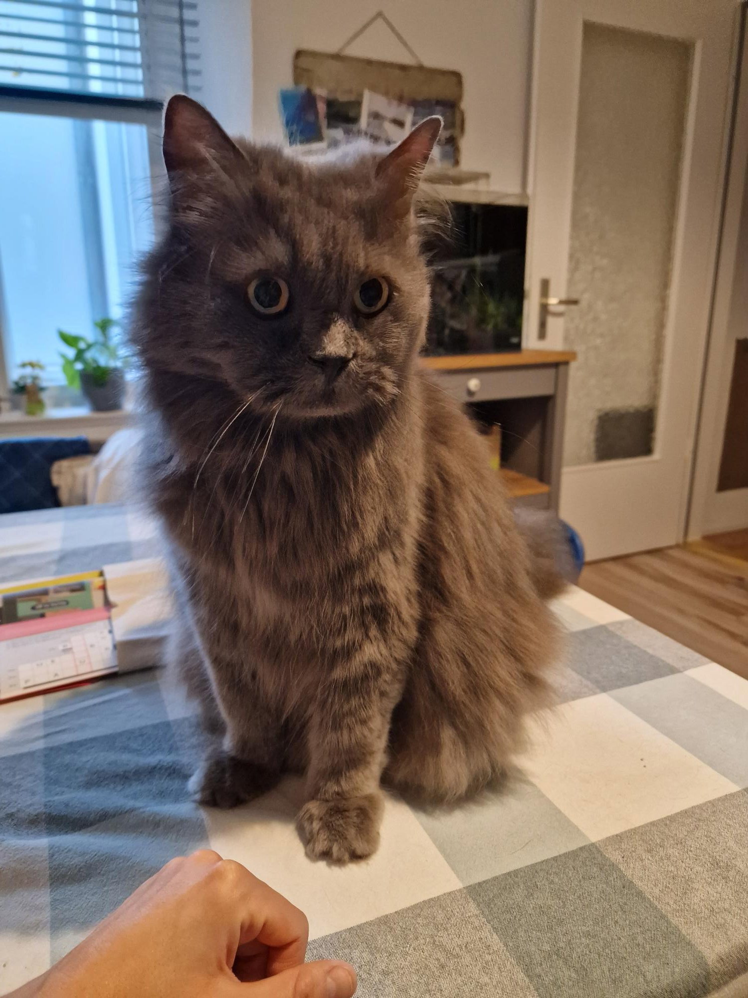 Sandra, Tiersitter in Berlin, Foto 2