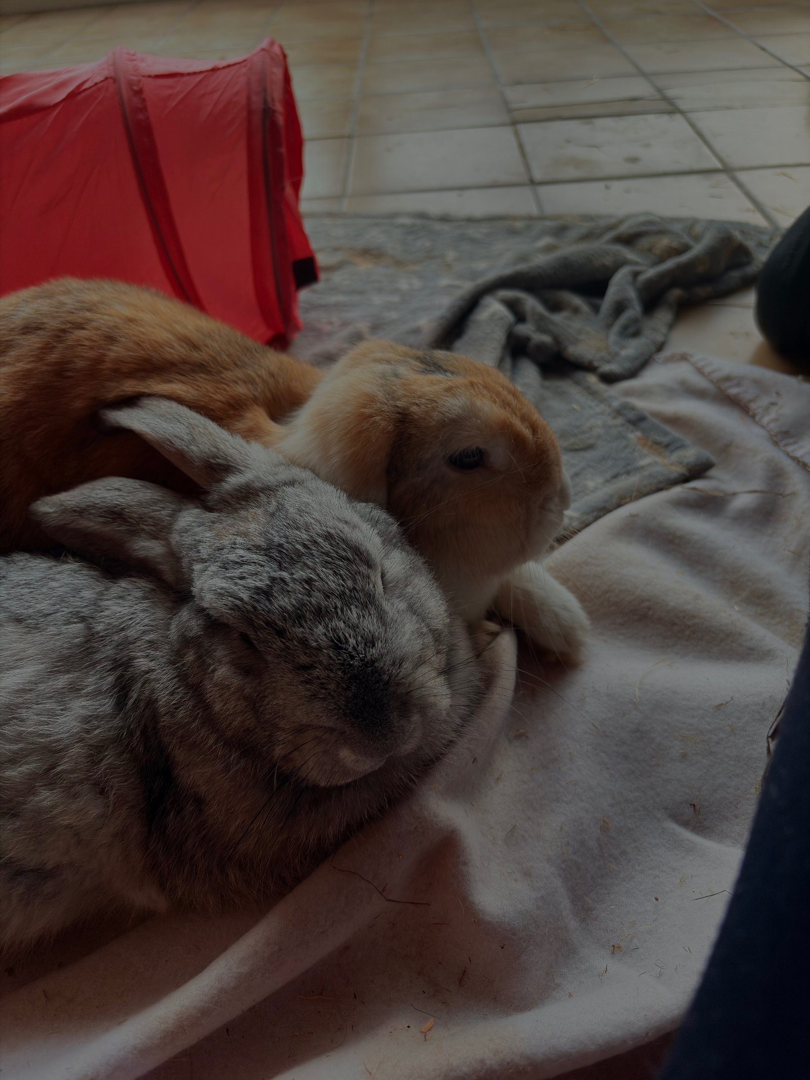 Aude Murielle, pet-sitter à Châtelet, photo 1