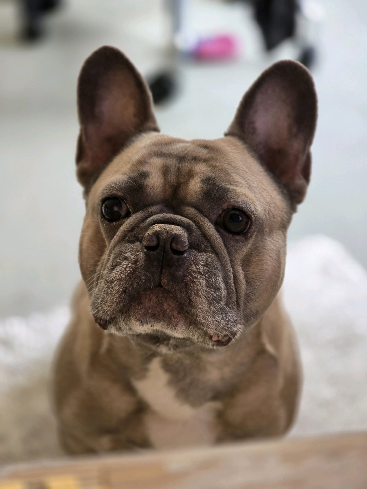 Dorian, pet sitter in Amsterdam, photo 1