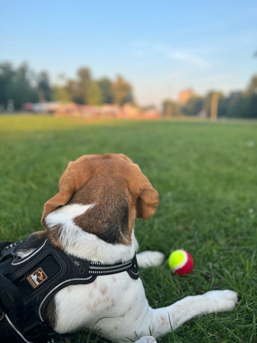 naz, Tiersitter in Nürnberg, Foto 5
