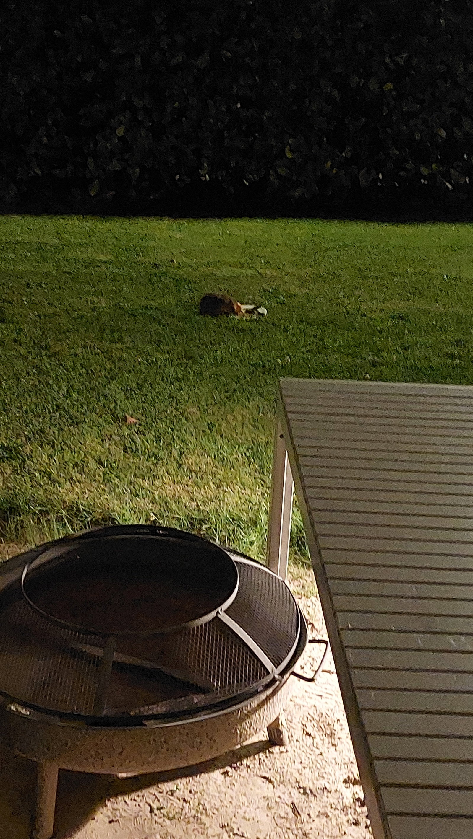 Ingrid, pet sitter in Vries, photo 3