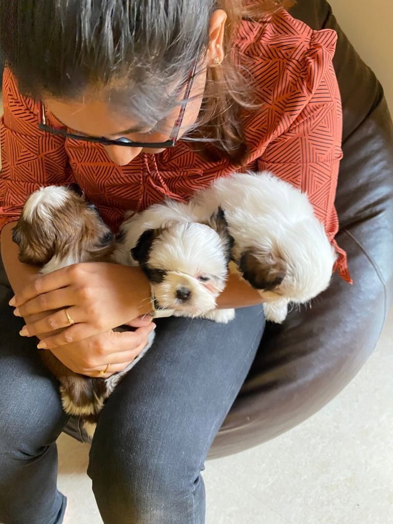 Pallavi, pet sitter in Amsterdam, photo 1