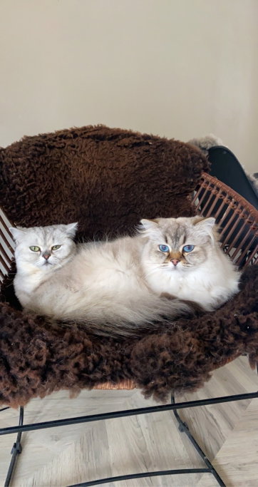 Nicole, pet sitter in Arnhem, photo 3