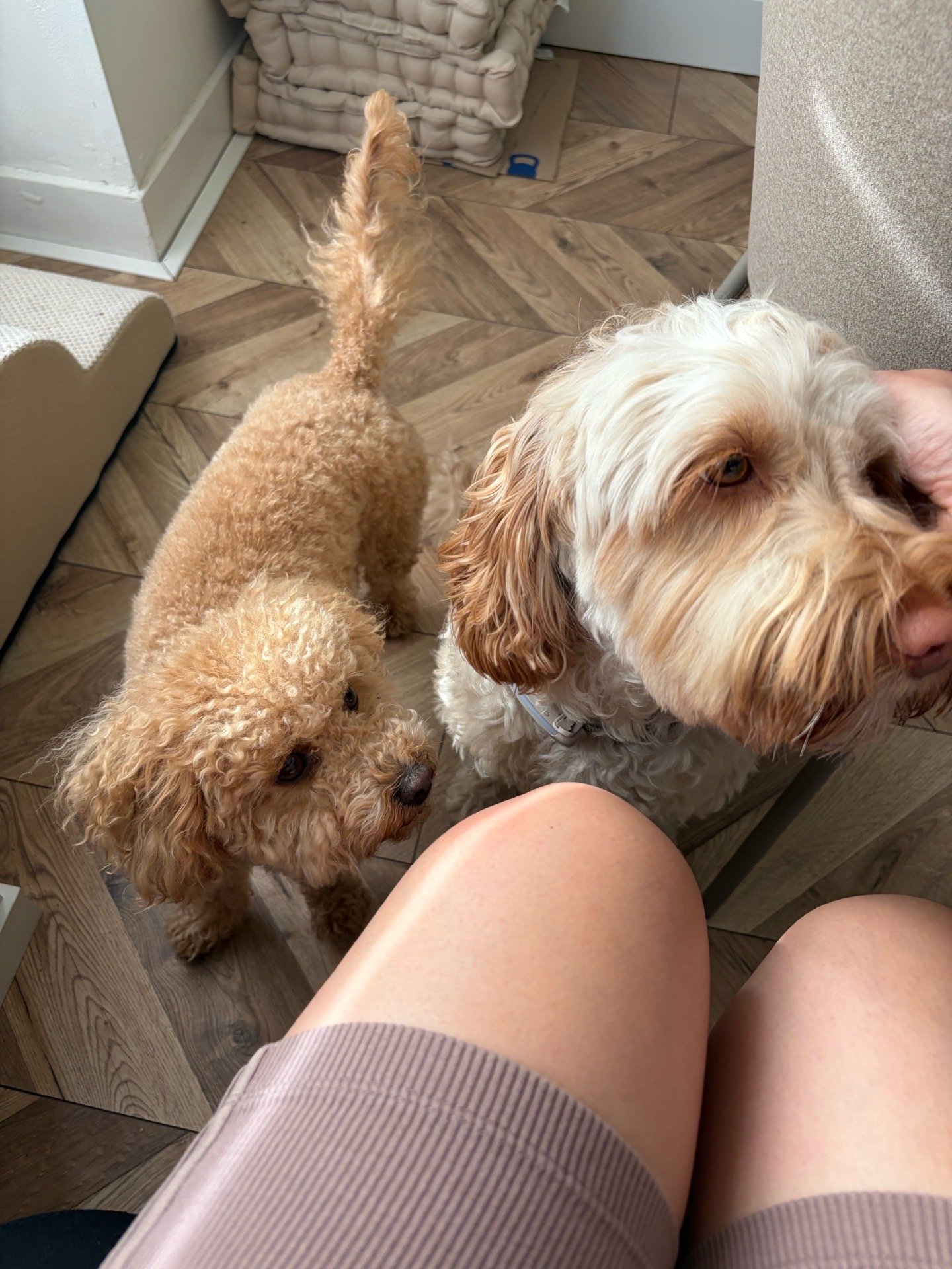 Harsh & Maria, dierenoppas in Haarlem, foto 5