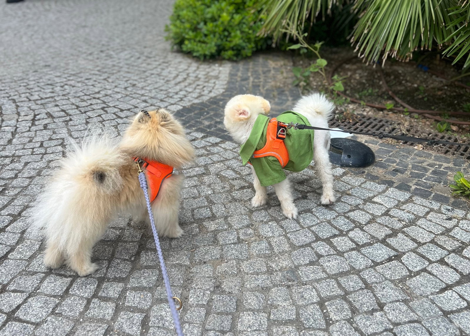 hazel, Tiersitter in Berlin, Foto 2
