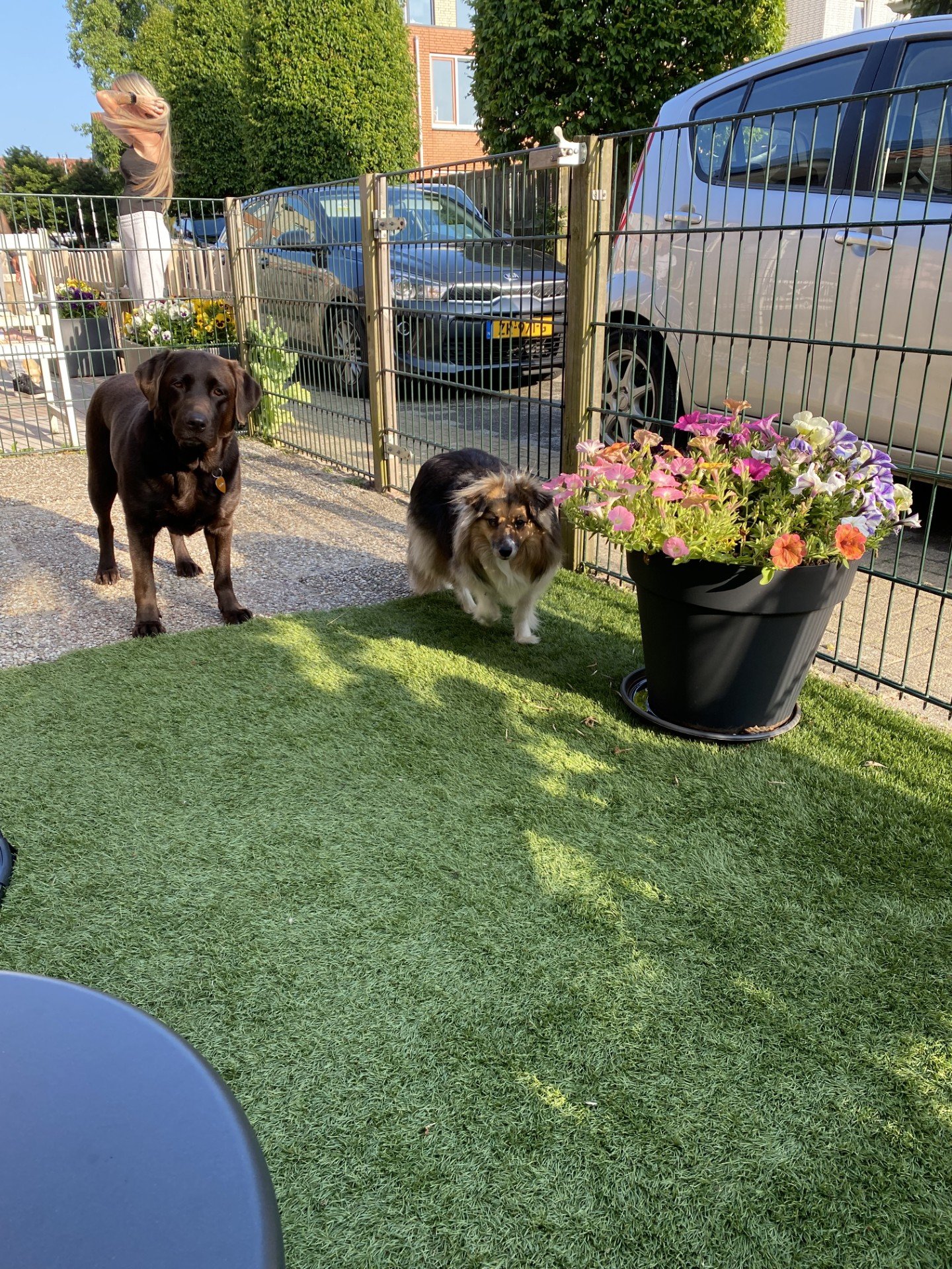 Ronald, pet sitter in Hillegom, photo 3