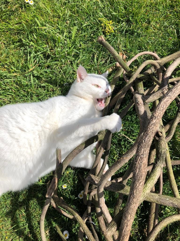 Edeltraud, pet sitter in Margraten, photo 1