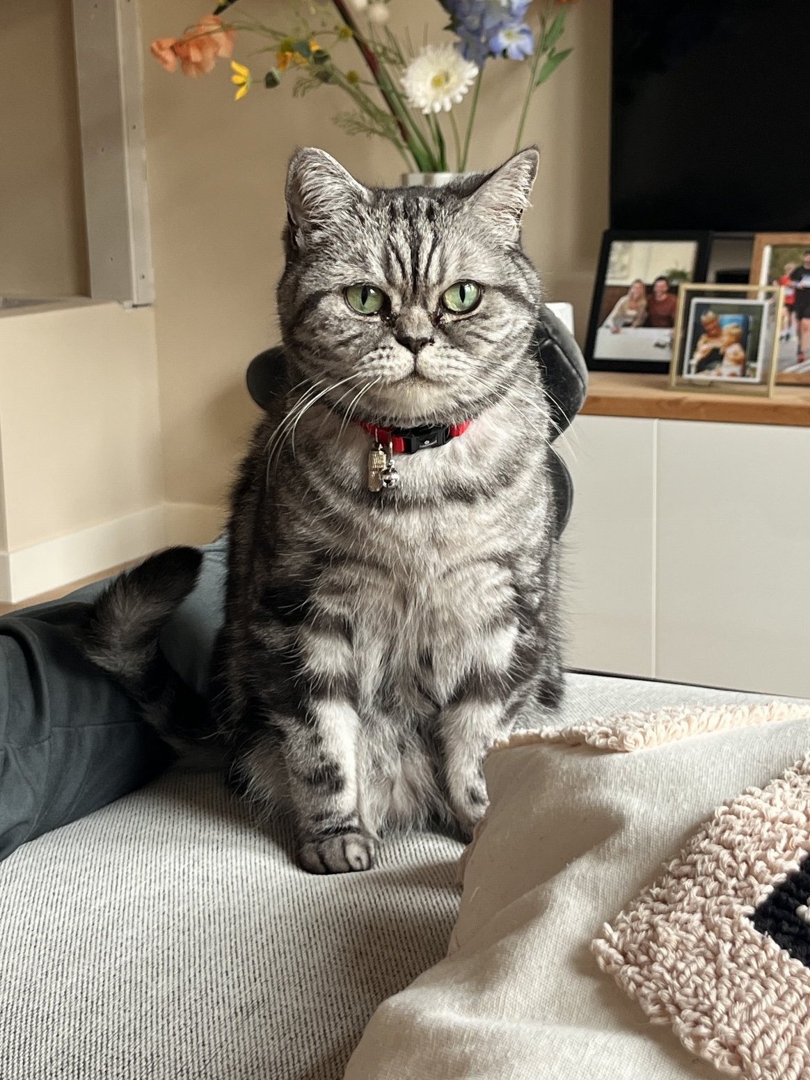 Vera, pet sitter in Amsterdam, photo 4