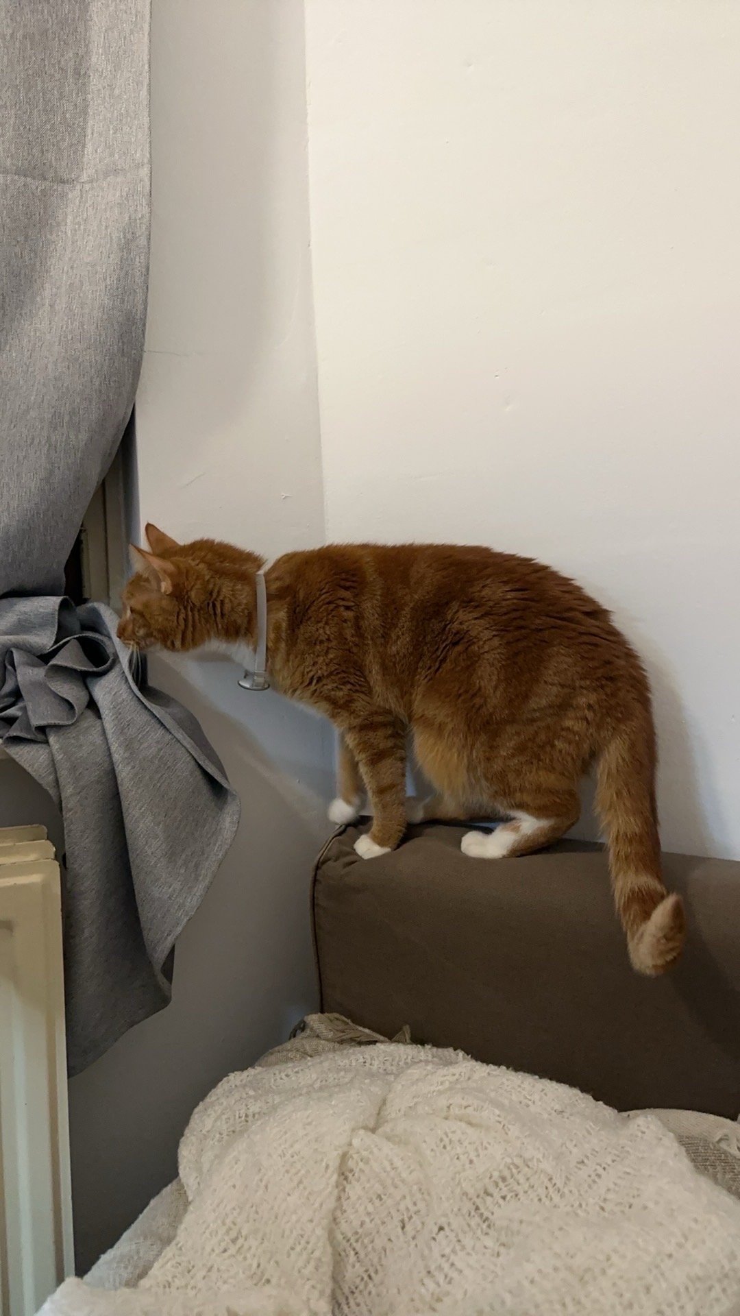 Yuqi, pet sitter in Wageningen, photo 2