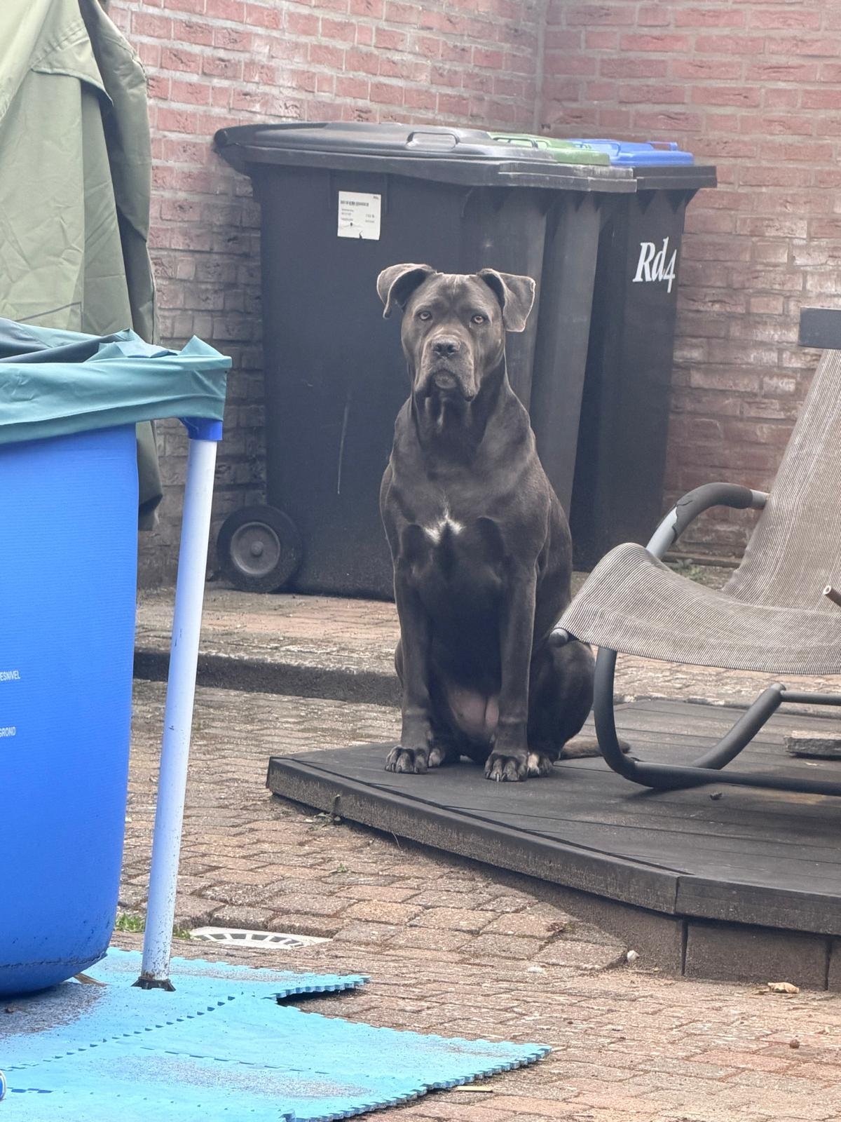 Jolein, pet sitter in Heerlen, photo 3