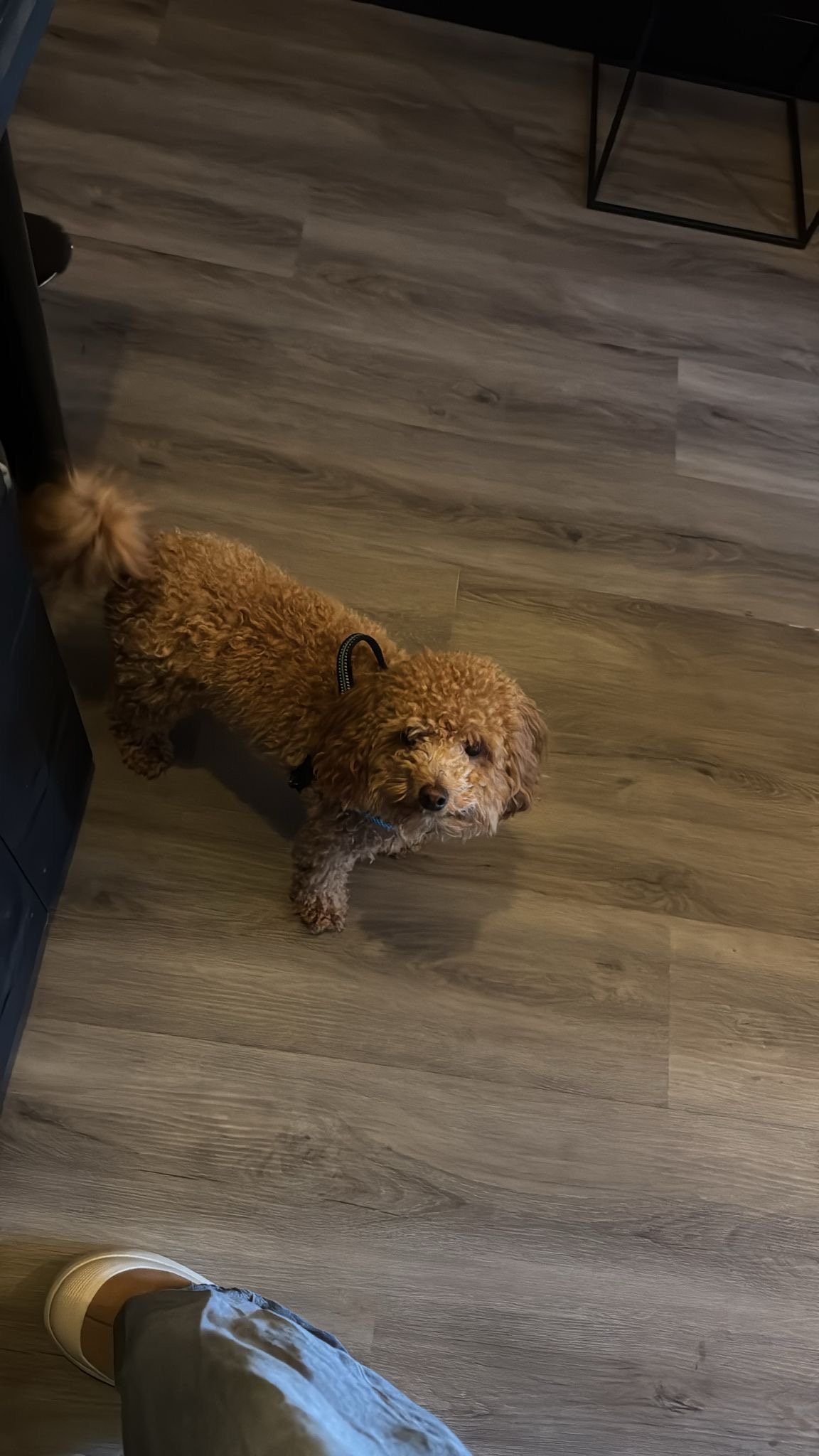 Bjorn, dierenoppas in Almelo, foto 2
