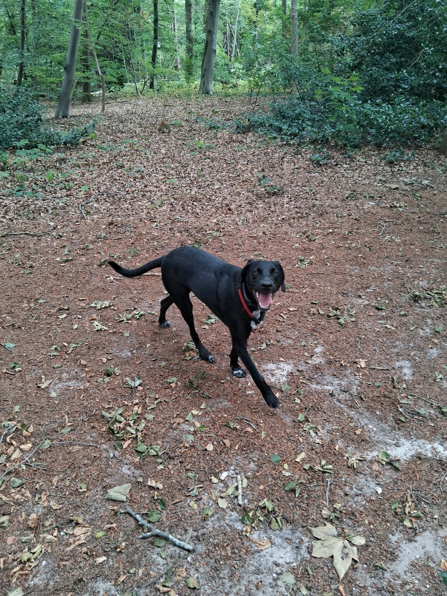 Christa, pet sitter in Weesp, photo 4