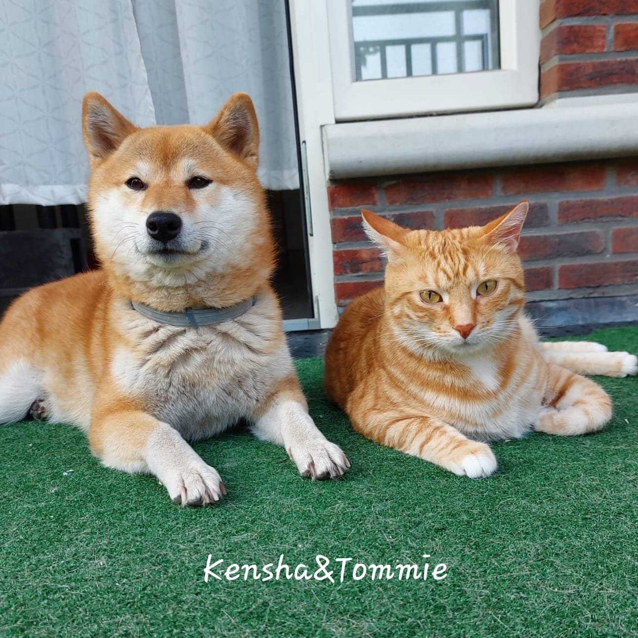 Laura, pet sitter in Dordrecht, photo 1