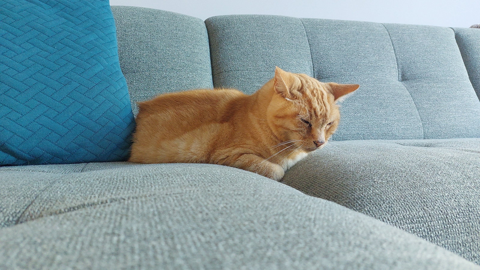 Michelle, pet sitter in Leiden, photo 1