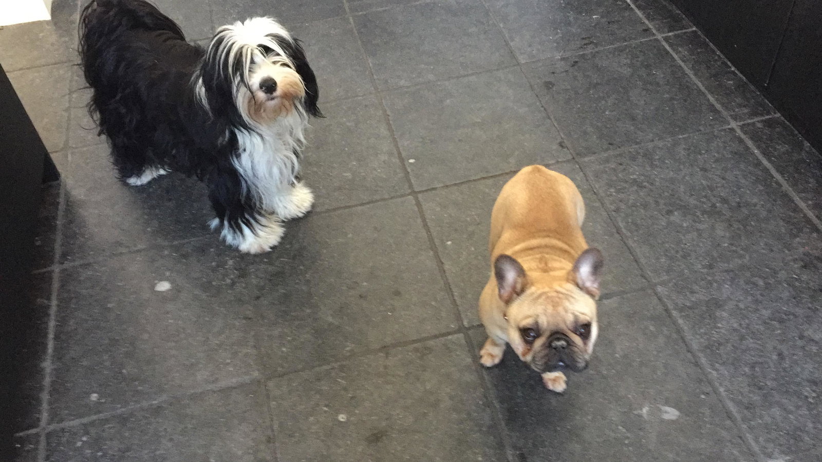 Sylviane, pet sitter in Varsenare, photo 4