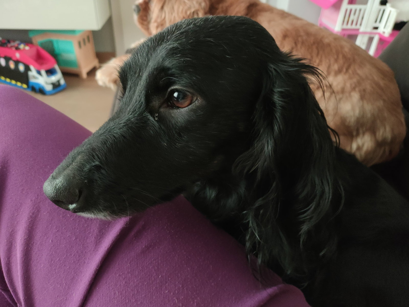 Eveline, pet-sitter à Antwerpen, photo 3