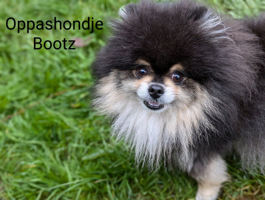 Remco, pet sitter in Krimpen aan den IJssel, photo 3