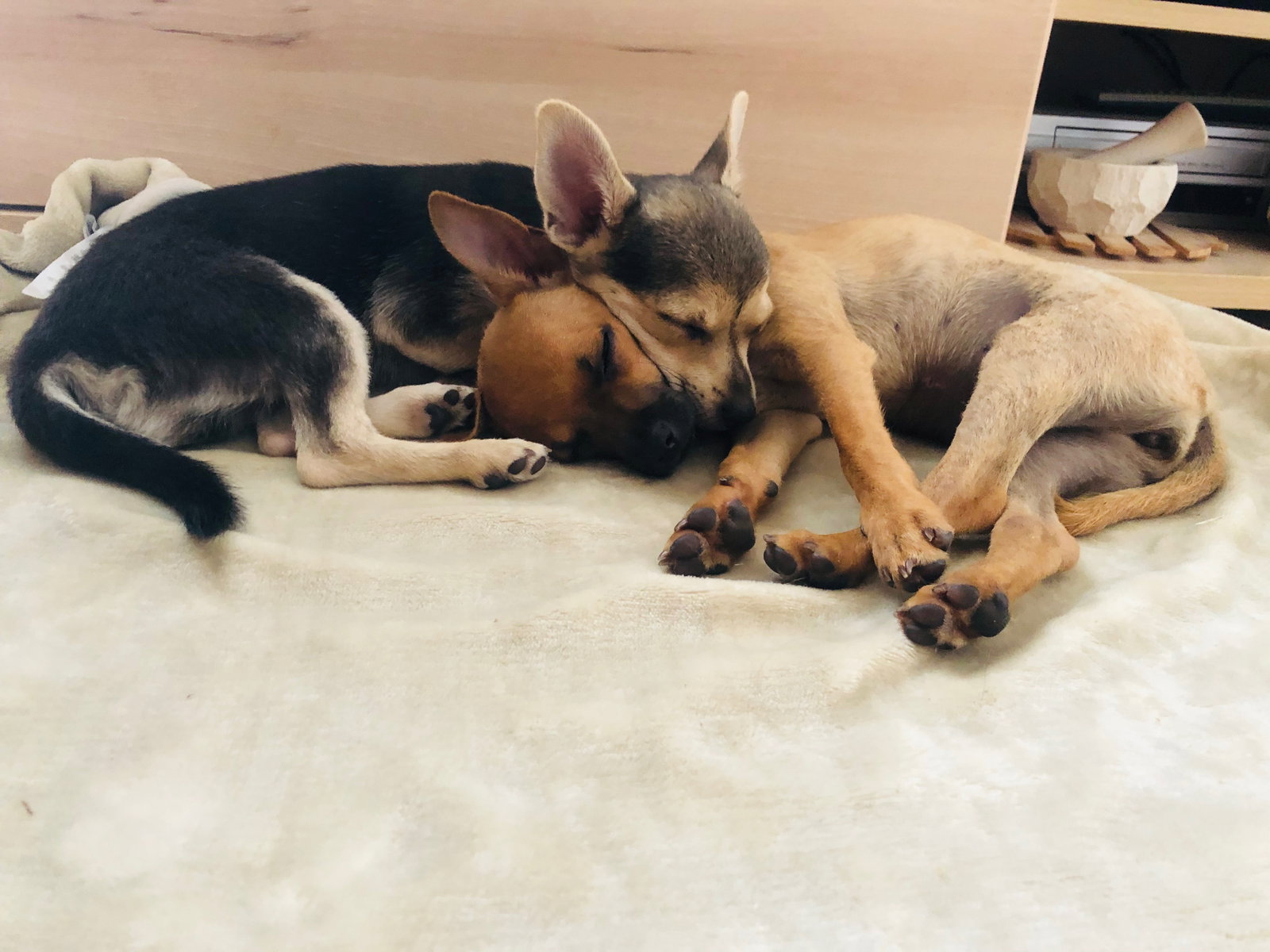 Lotte, pet sitter in Velsen-Noord, photo 5