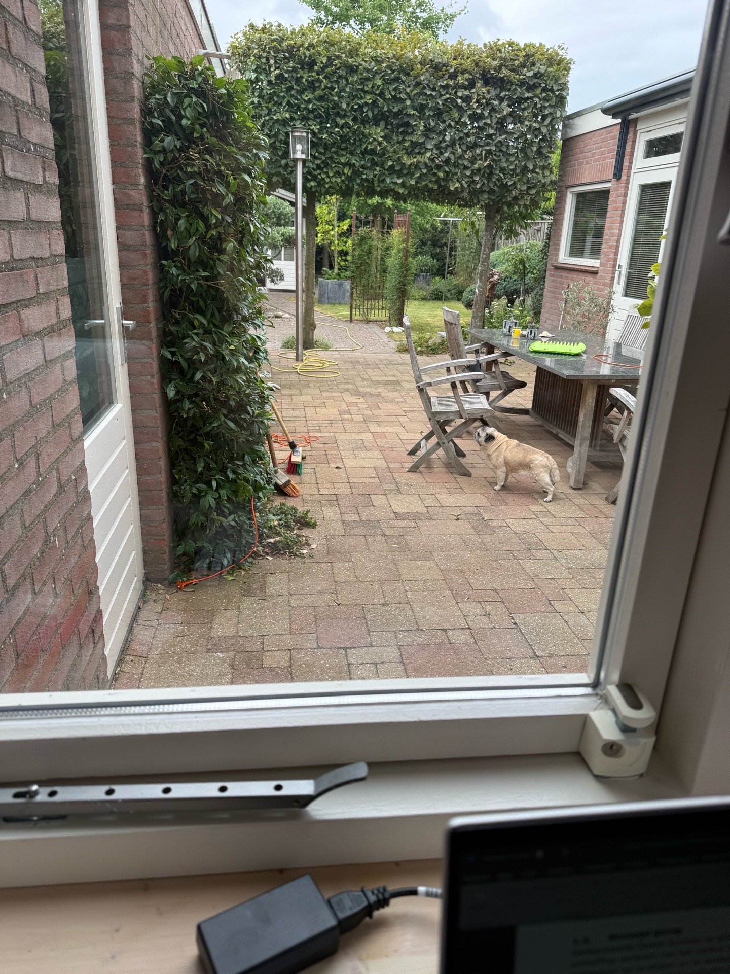 Noah, pet sitter in Drunen, photo 4