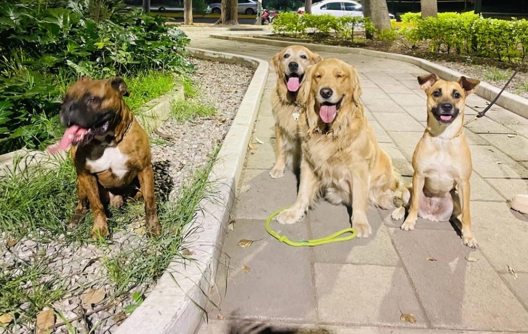 Rama, pet sitter in 's-Gravenhage, photo 2