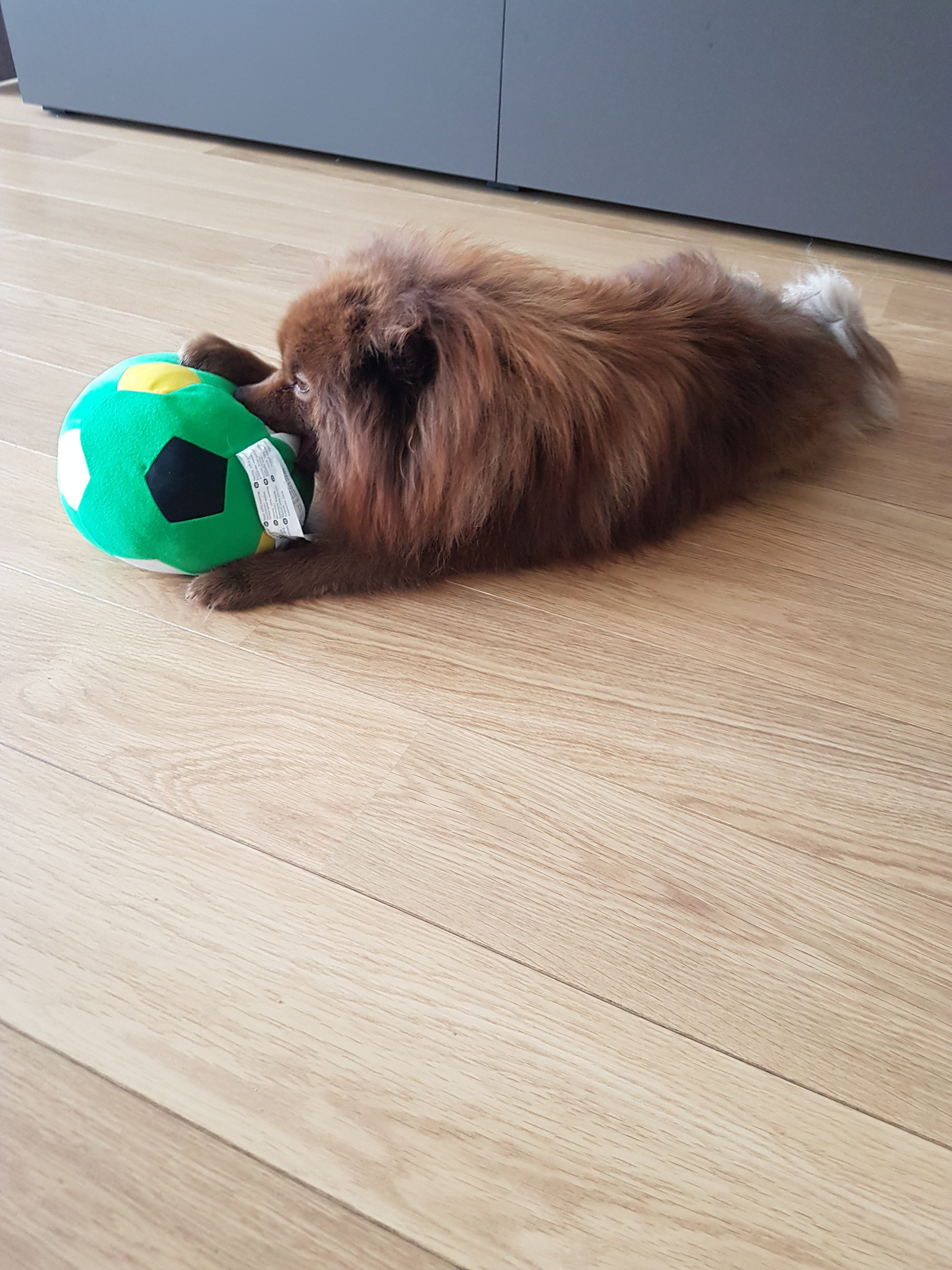 Sharon, pet sitter in Rotterdam, photo 3