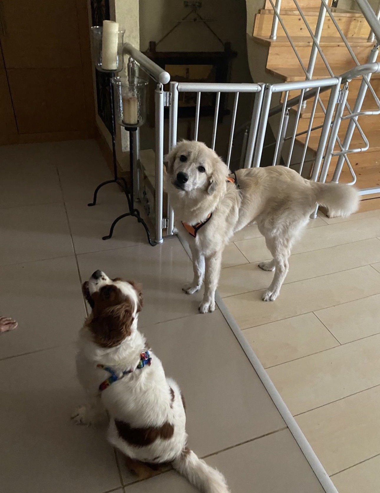 Ece, pet sitter in Rijswijk, photo 3
