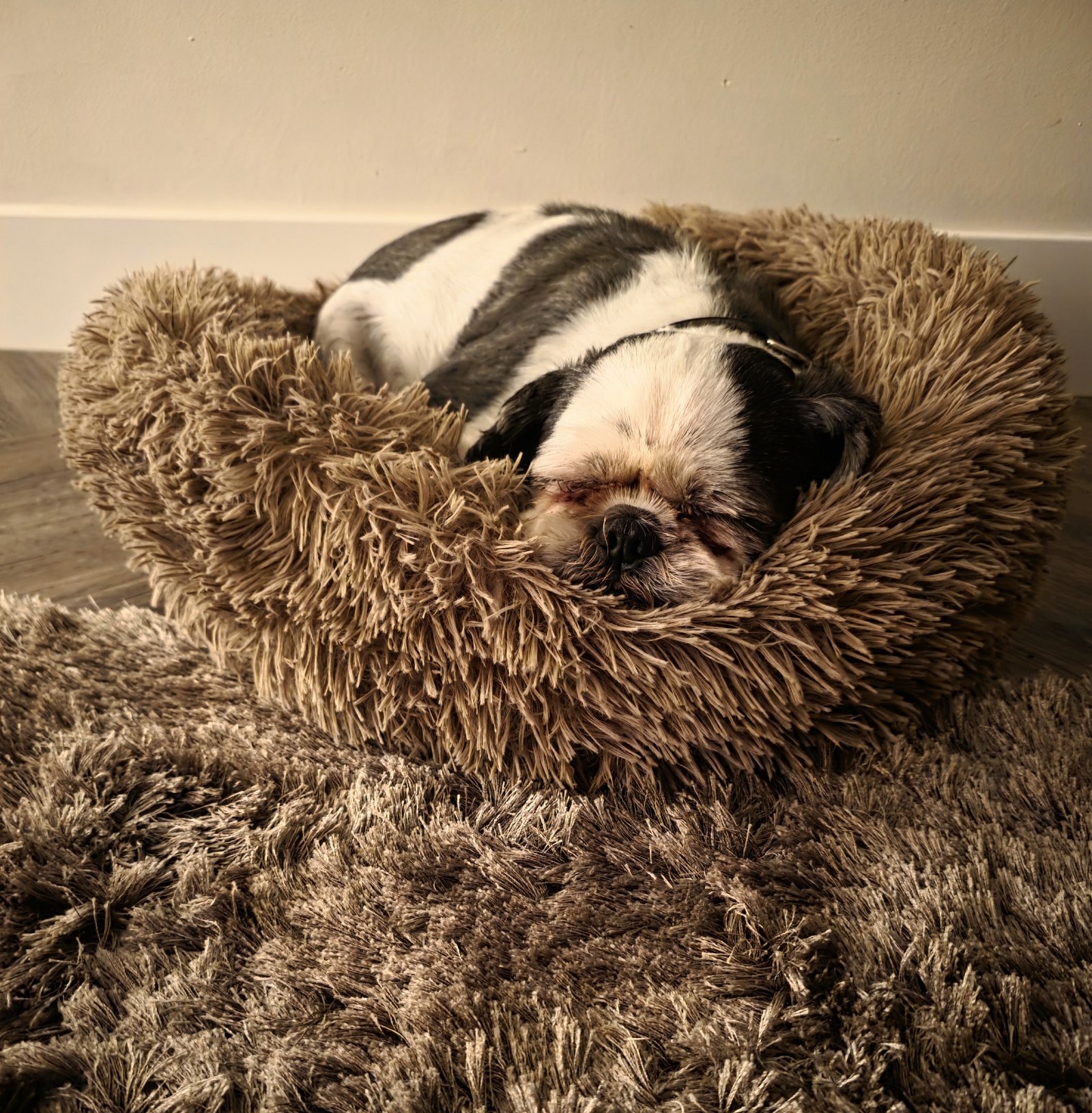 tonny, pet sitter in Beek en Donk, photo 2