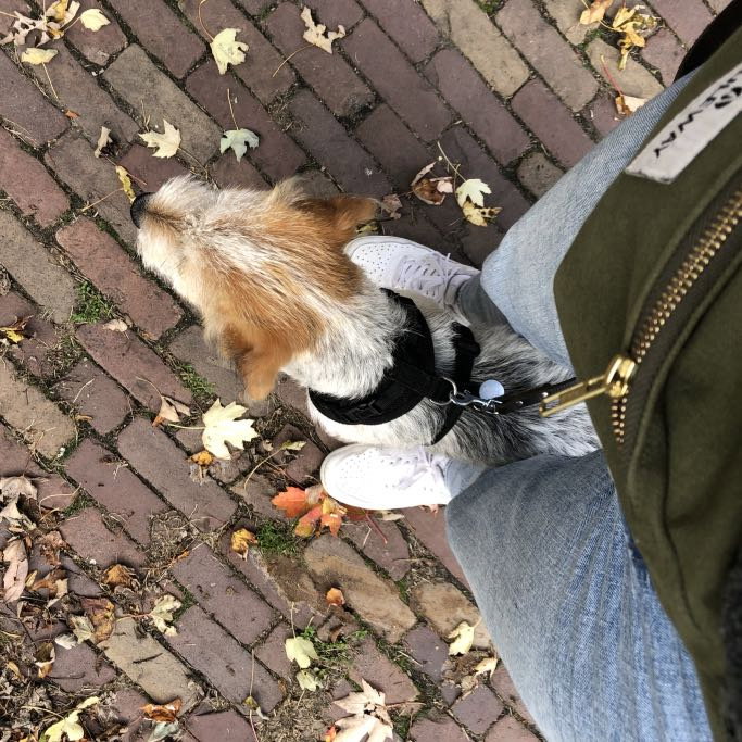 Vosse, pet sitter in Hilversum, photo 2