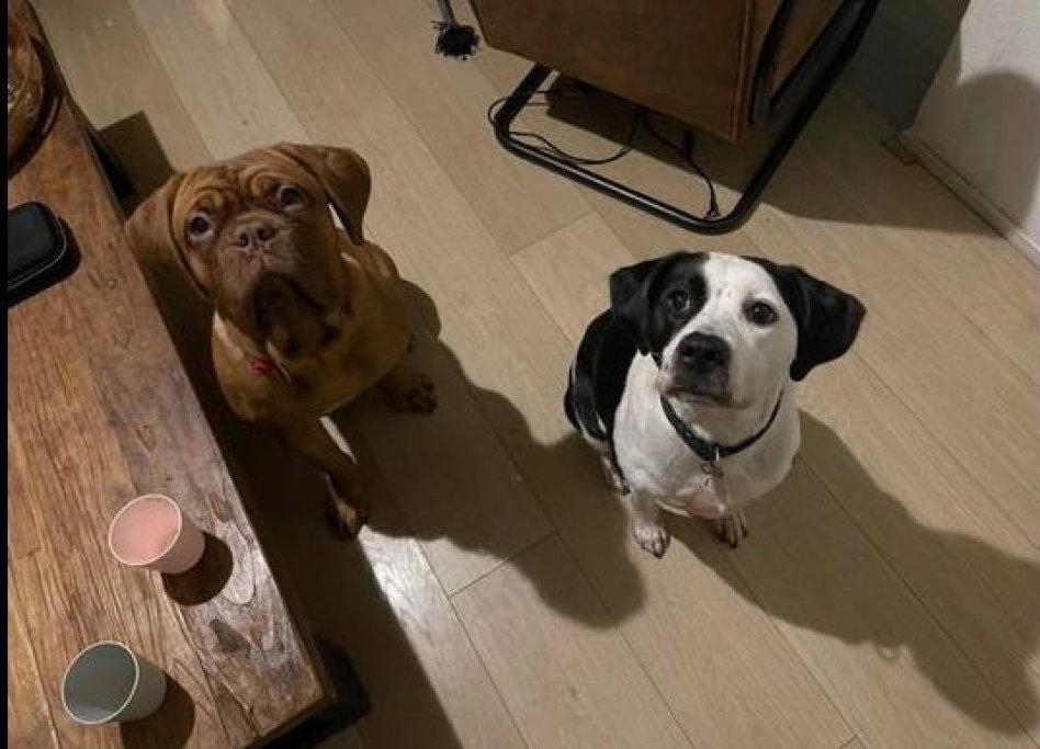 Nayela, pet sitter in Hekelingen, photo 3
