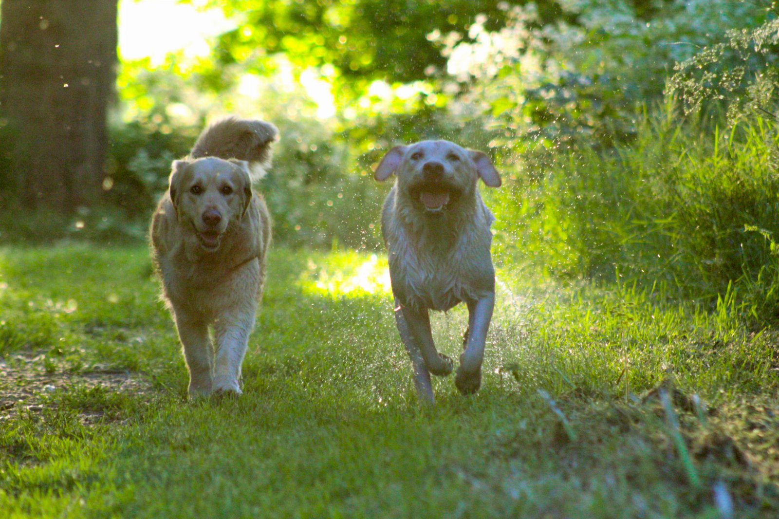 Yvonne, pet sitter in Alblasserdam, photo 3
