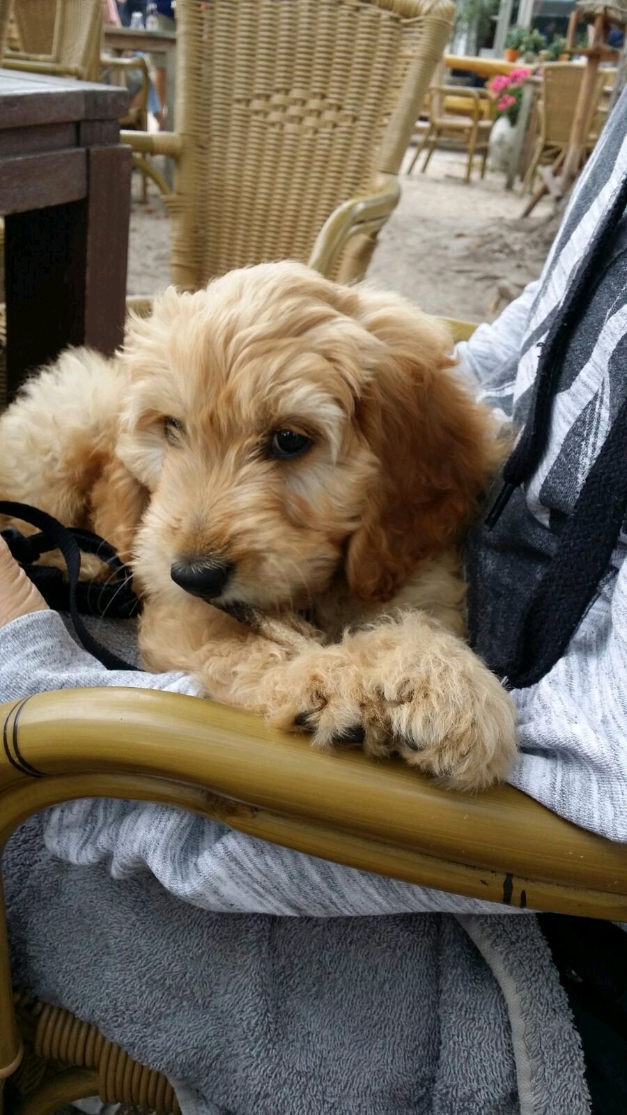 Ninke, pet sitter in Voorburg, photo 1