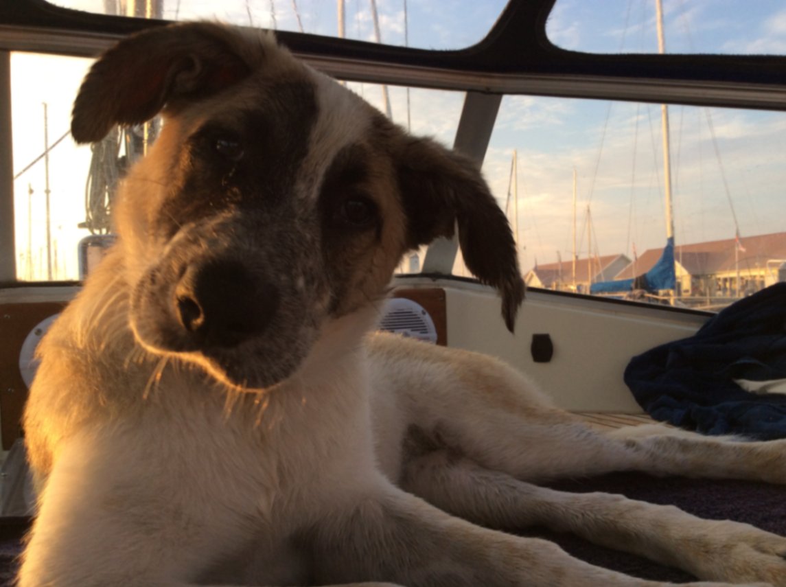 Evi, pet sitter in ureterp, photo 1
