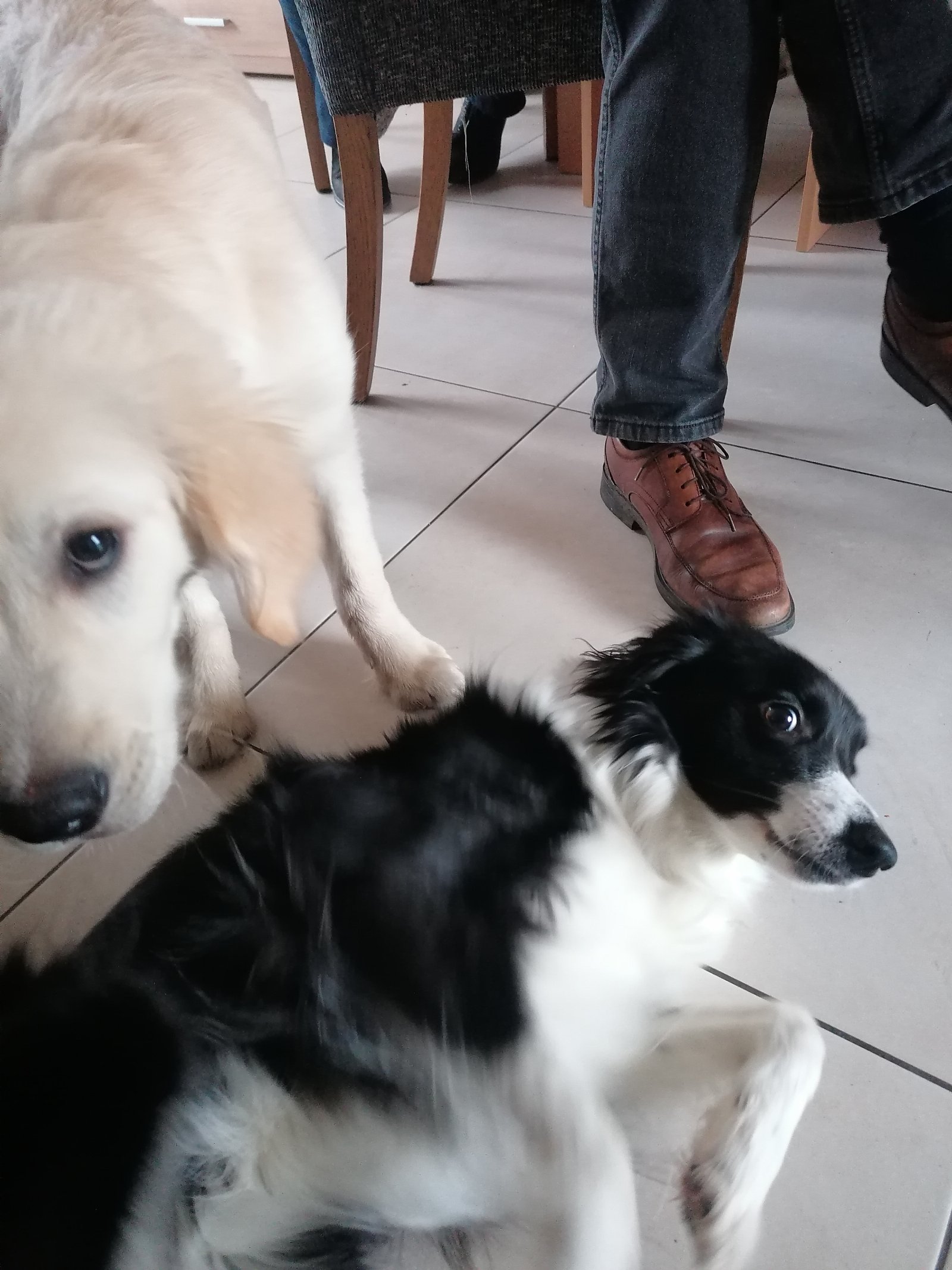 Laura, pet sitter in Groningen, photo 2
